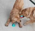 Multifunction Pet Molar Bite Toy with Suction Cup - Self-Playing Rubber Ball - Dental Cleaning Treat Dispensing Ball