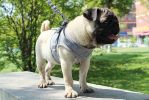 Universal Harness with Leash Set - Escape Proof Dog Harness - Adjustable - Reflective Soft Mesh Corduroy